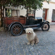 Dog with ancient car in Colonia